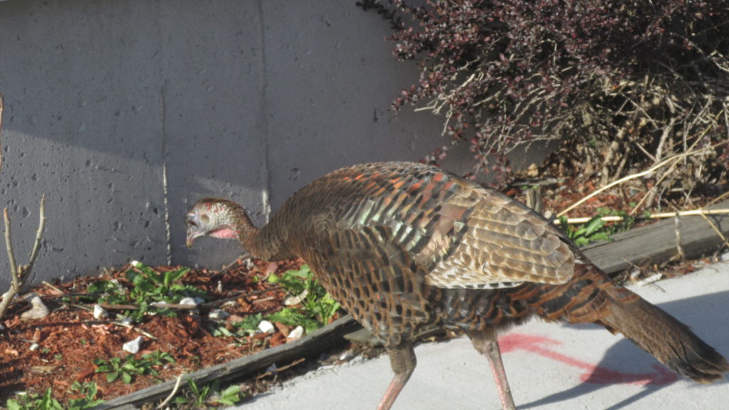 Southie’s turkey hen stops for an afternoon spring snack along K Street. (Photo by Rick Winterson)