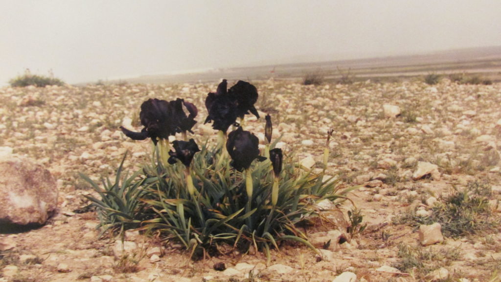 “Black Iris” by Yael Ben-Zion at the Distillery’s newly opened exhibition. (Photo by Rick Winterson)