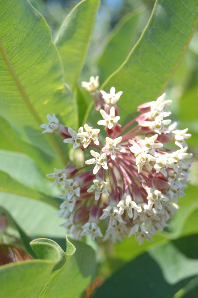 Common milkweed. (Courtesy of George LoCascio)