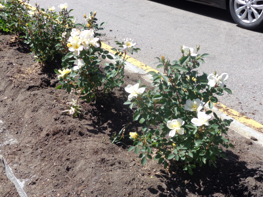 Newly planted flowers on Dorchester Avenue by members of the West Broadway Neighborhood Association. (Photo by Kevin Devlin)