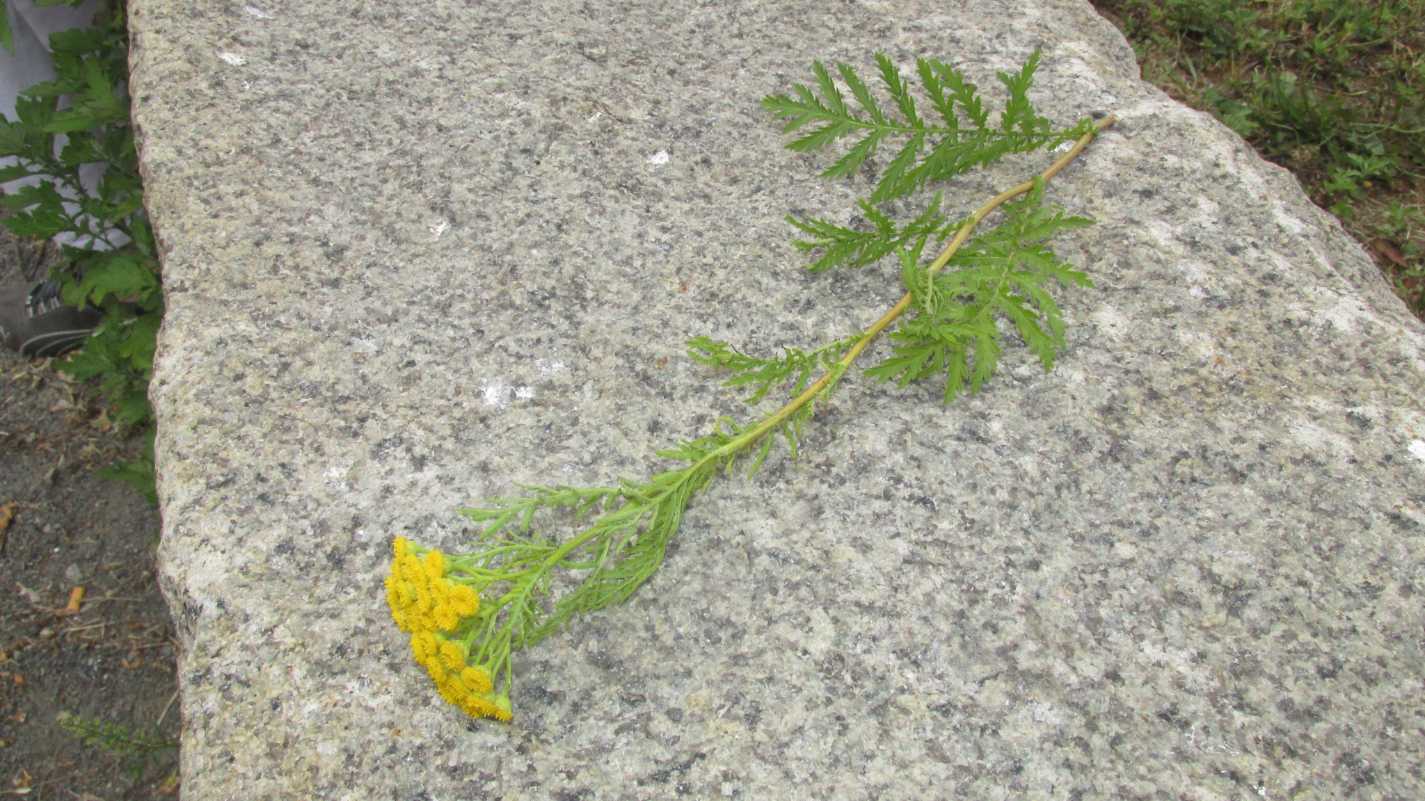 Tansy, a common wildflower on Castle Island. Dry the leaves; put a (small) pinch on salmon.