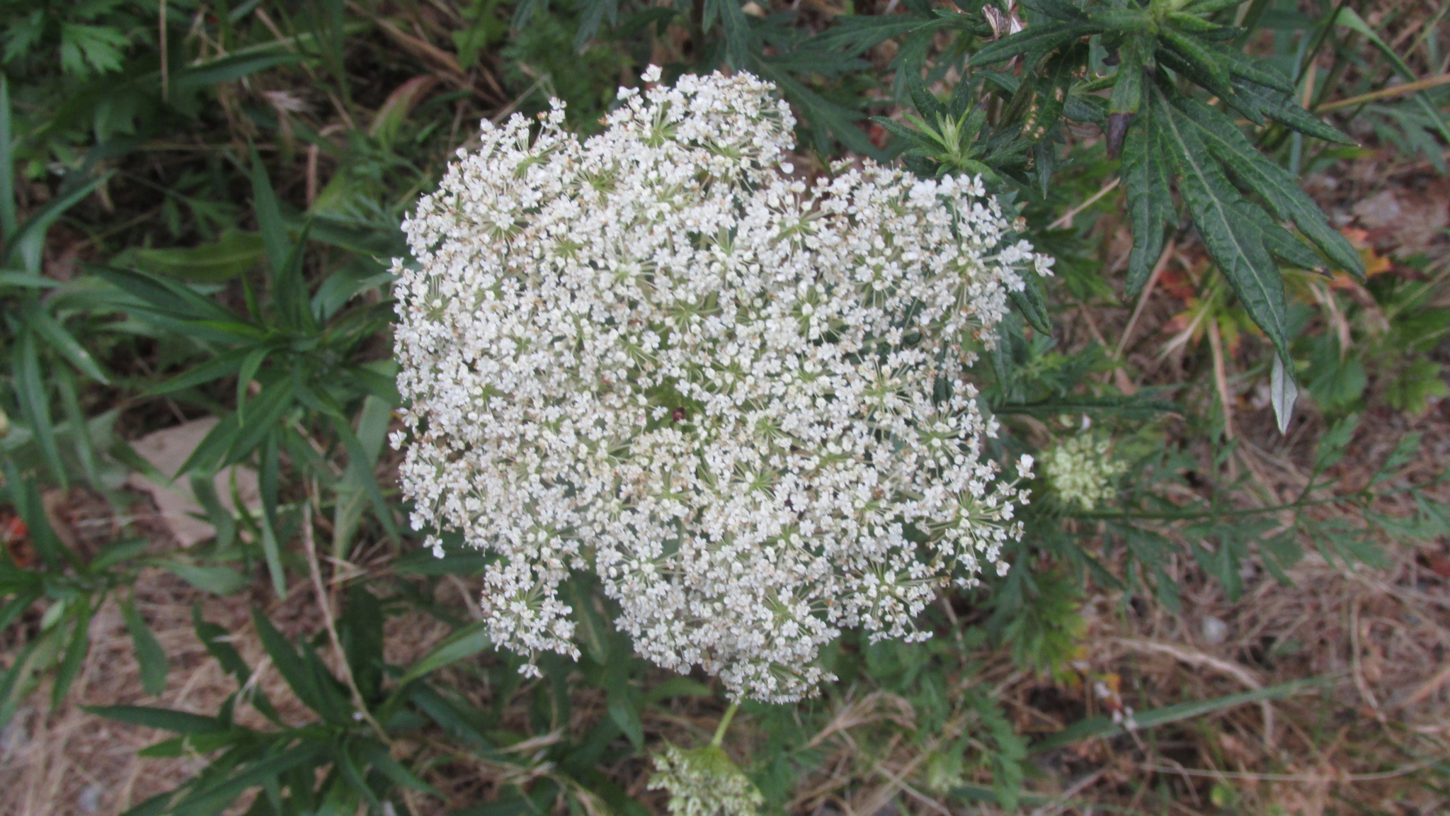 Unique Queen Anne’s lace bloom, made up of hundreds of small single flowers. 