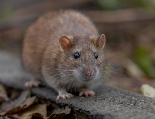 South Boston’s Rat Problem Is Getting Worse